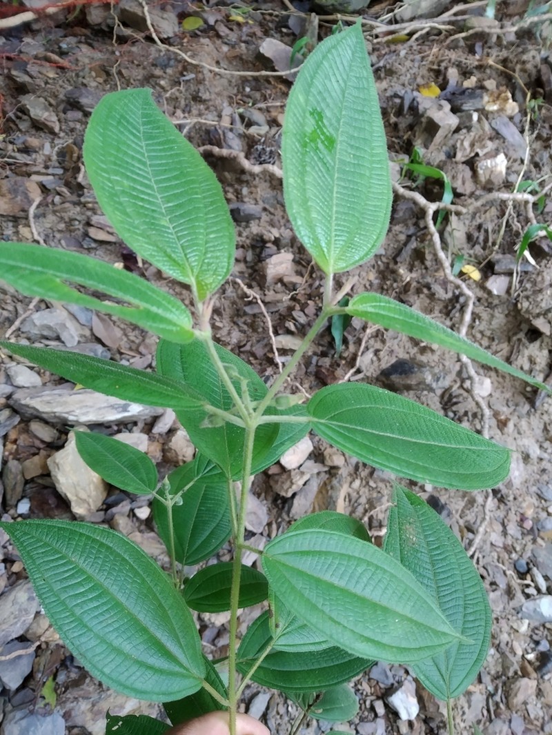 Miconia acutilamina