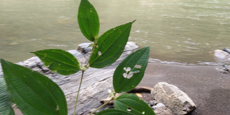 Miconia acutilamina photo 2