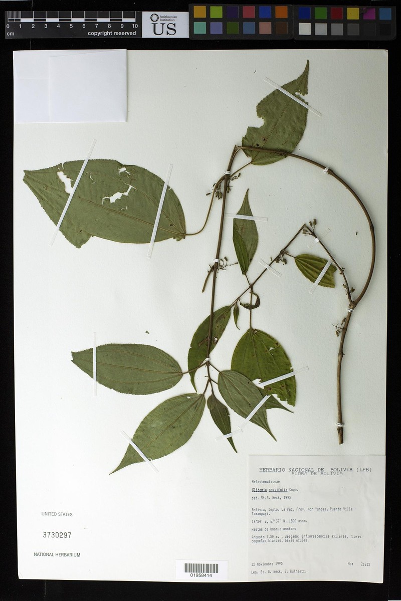 Miconia acutilamina photo 3