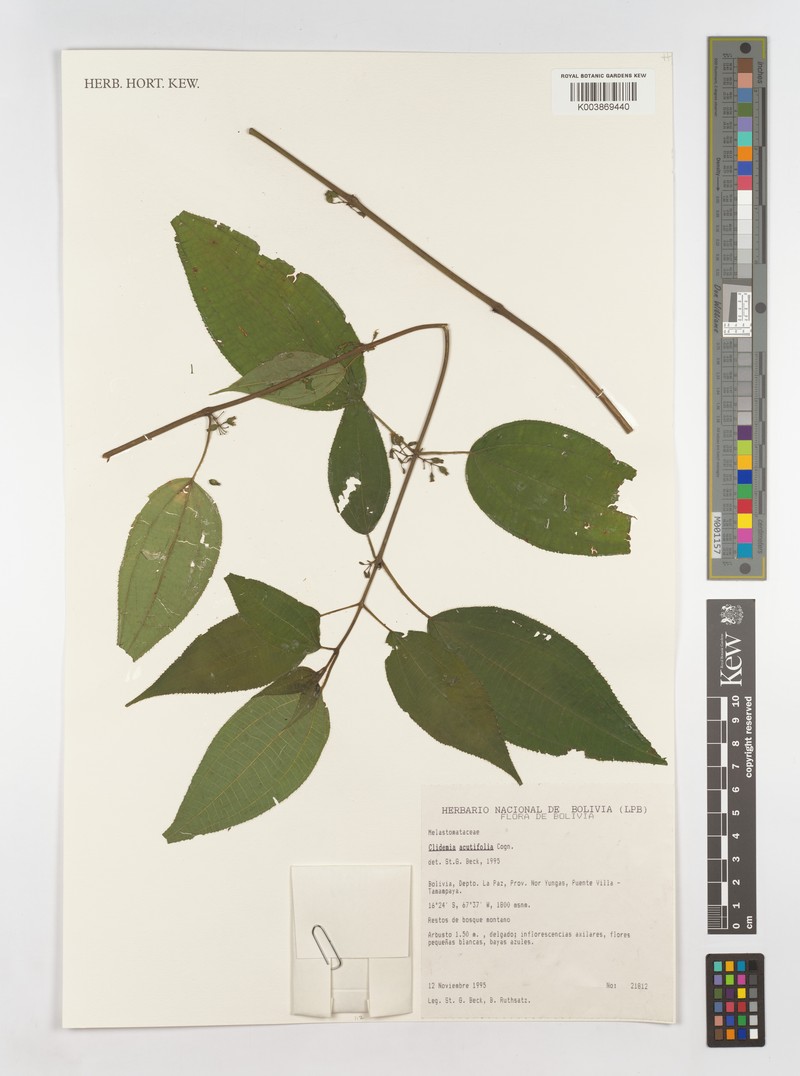 Miconia acutilamina photo 4