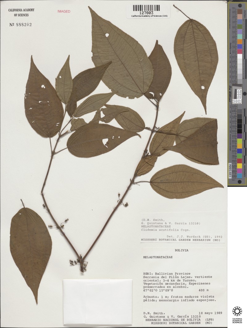 Miconia acutilamina photo 5