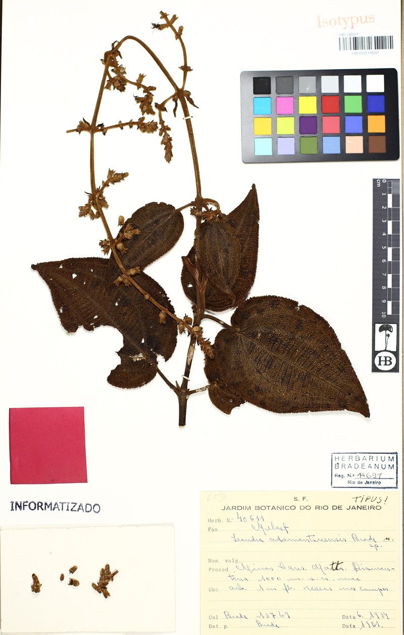 Miconia adamantinensis