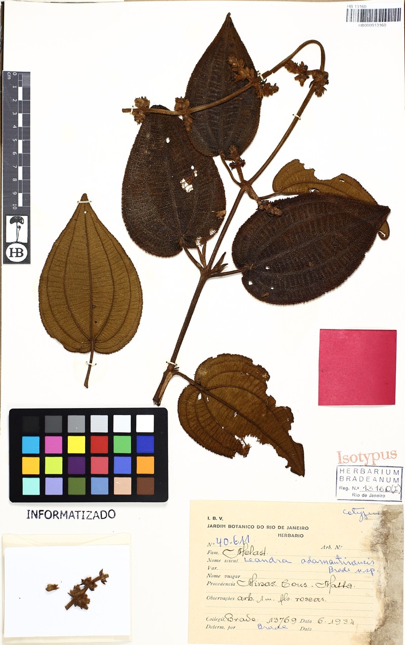 Miconia adamantinensis photo 2