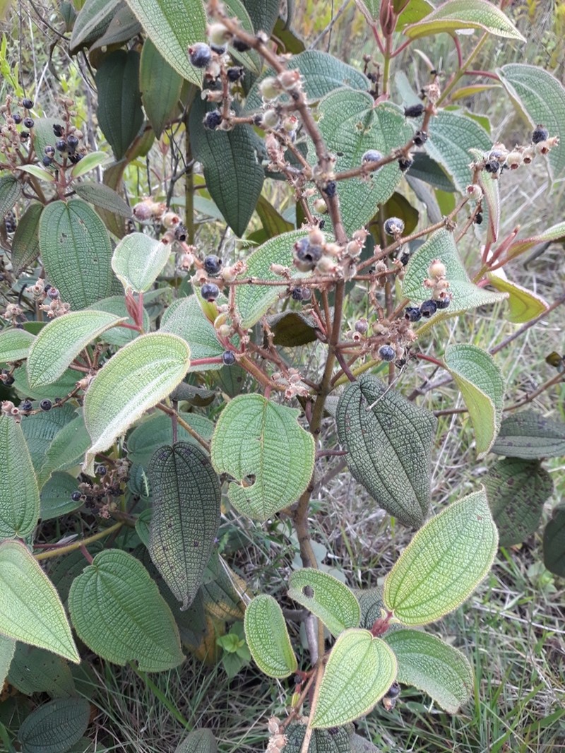Miconia adenothrix