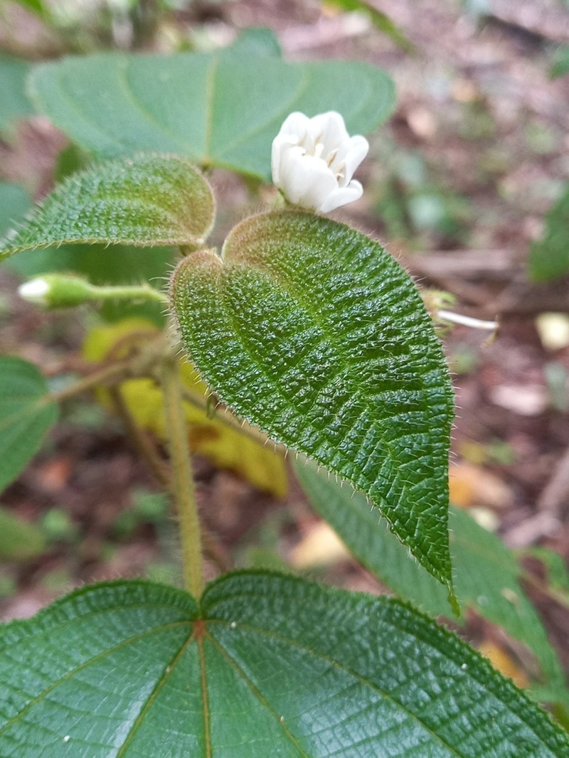 Miconia adenothrix photo 2