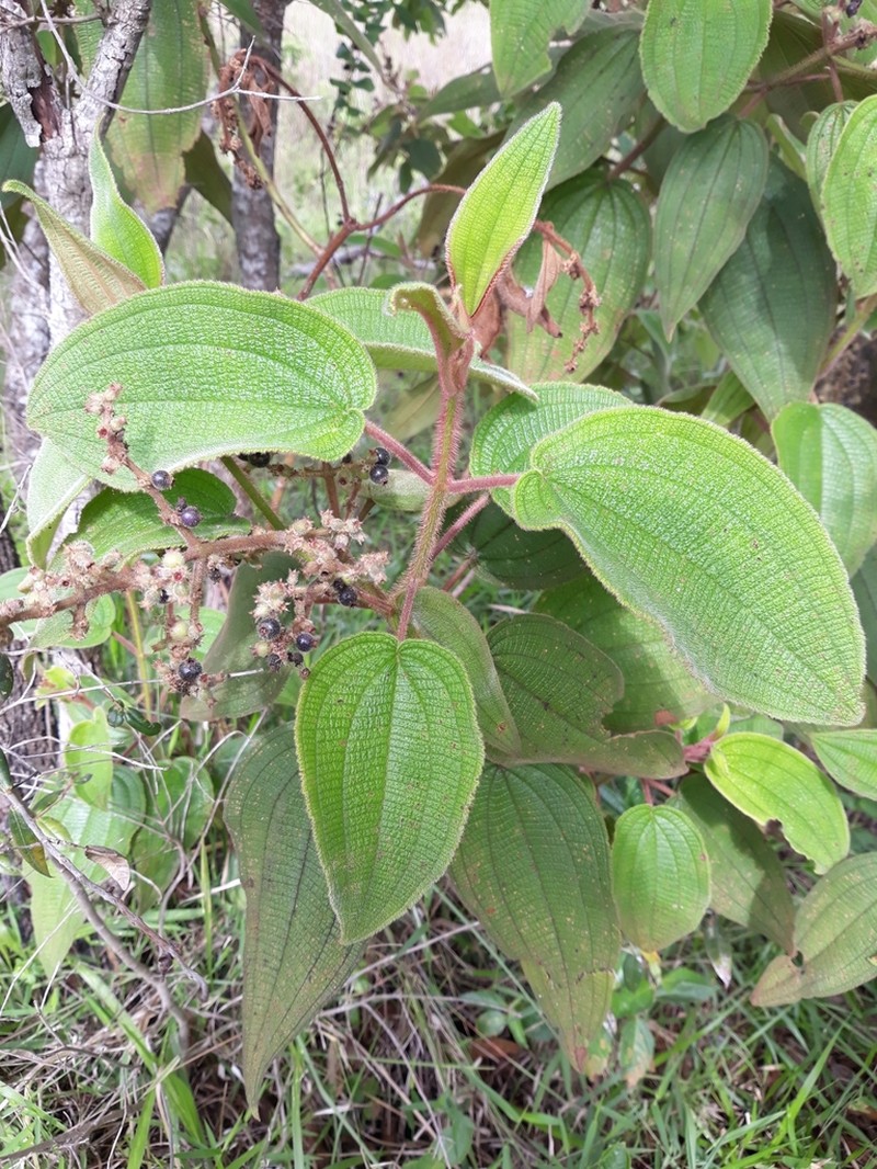 Miconia adenothrix photo 3