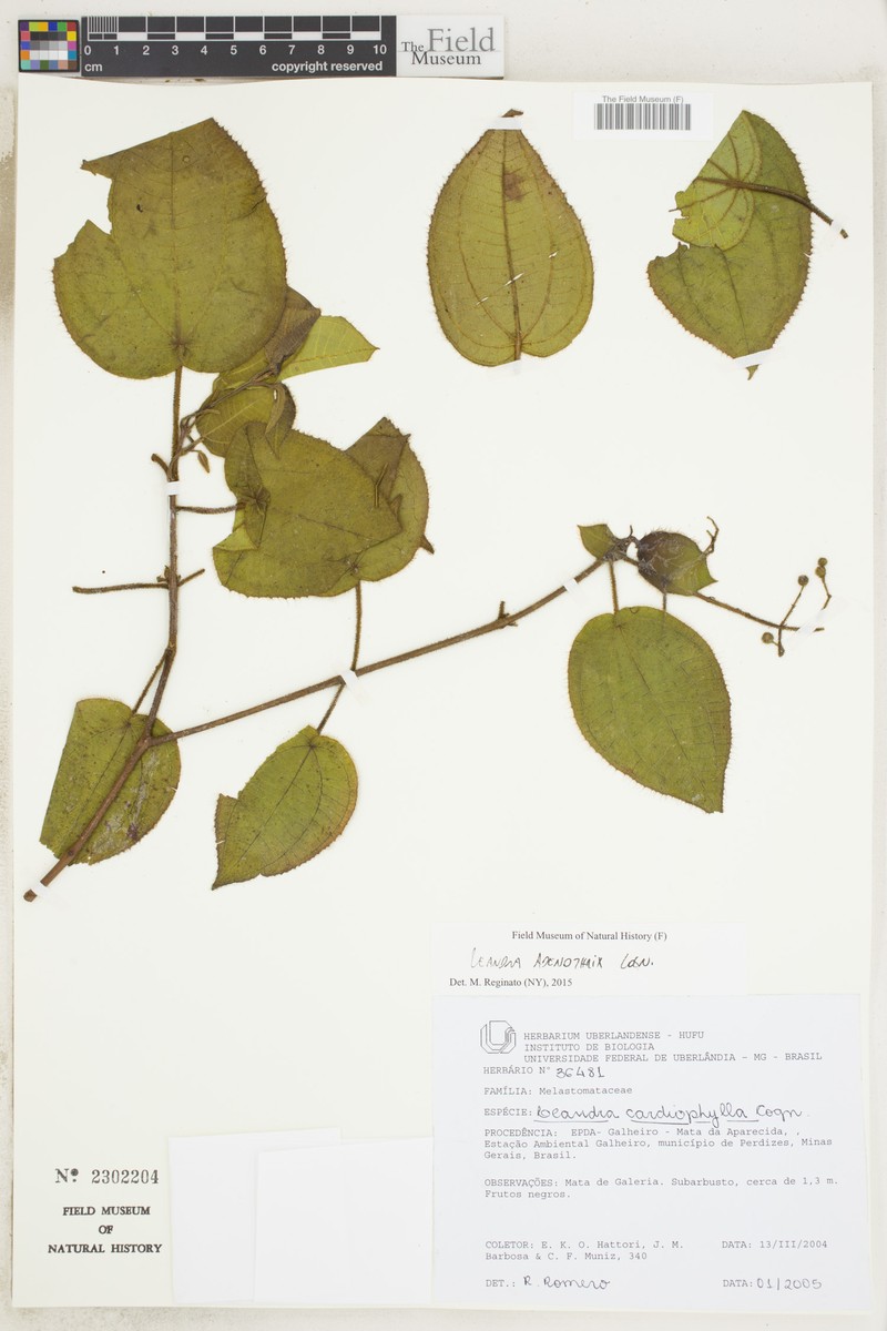 Miconia adenothrix photo 4