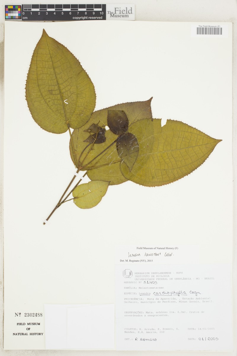 Miconia adenothrix photo 5