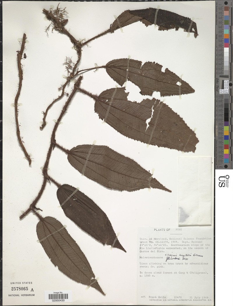 Miconia adventitia photo 4