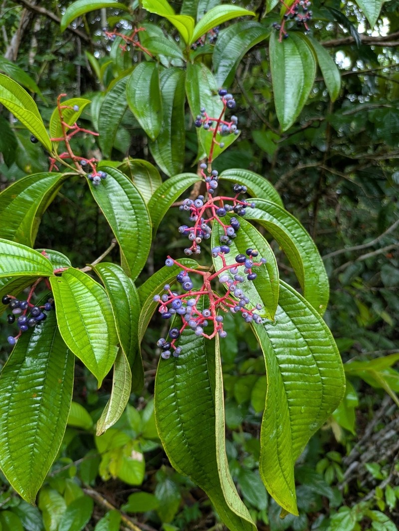 Saquiyac