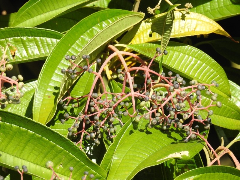 Saquiyac photo 2