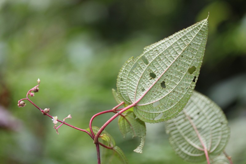 Miconia aguaclarensis