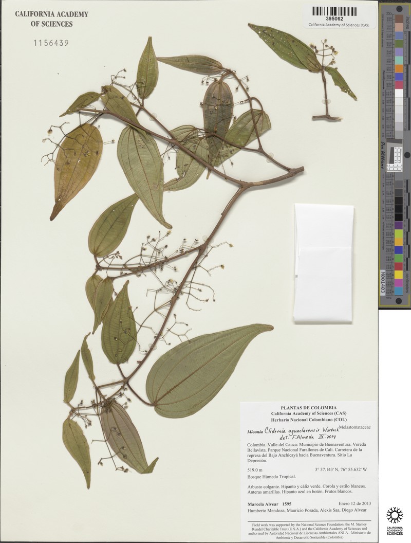 Miconia aguaclarensis photo 2