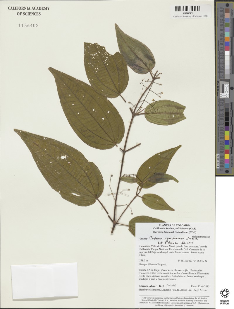 Miconia aguaclarensis photo 3