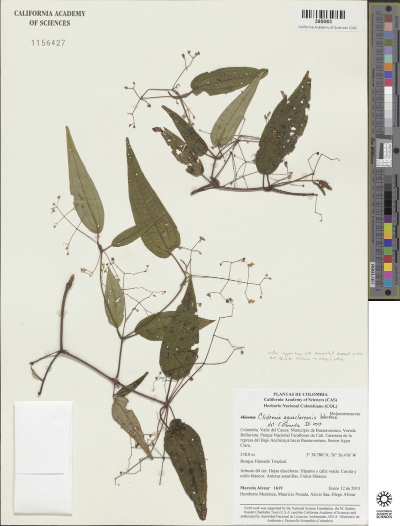 Miconia aguaclarensis photo 4
