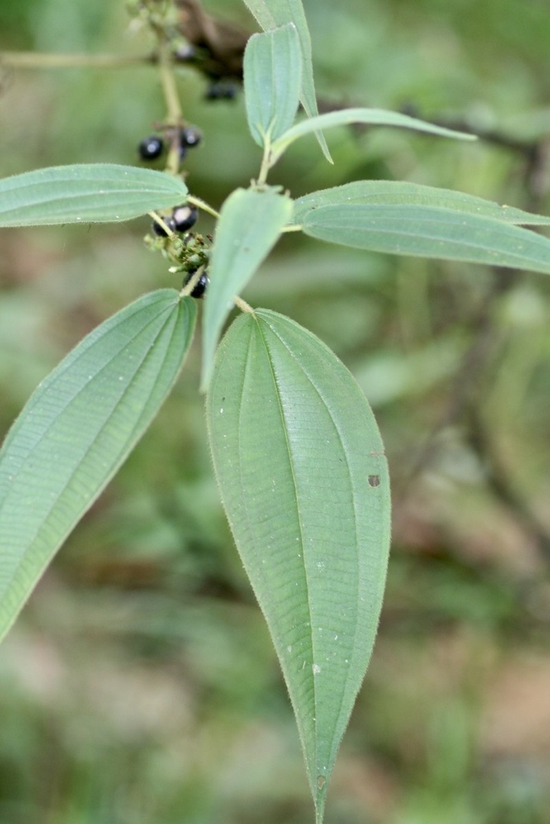 Miconia alaticaulis