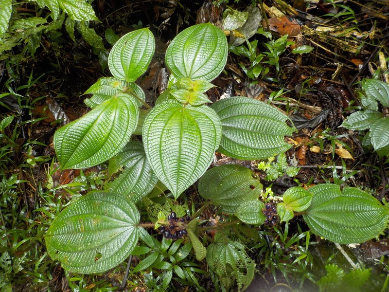 Miconia allardii