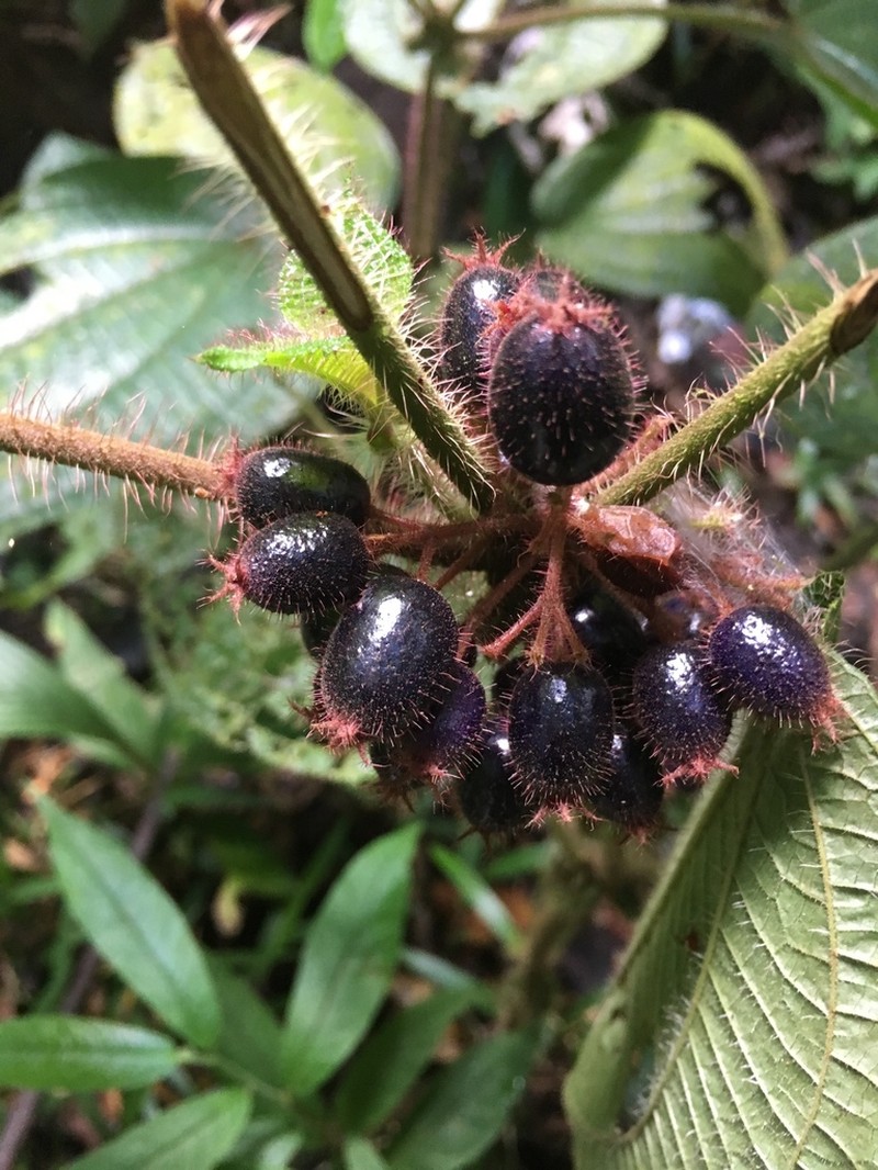 Miconia allardii photo 2
