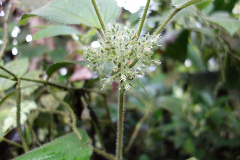 Miconia allardii photo 3