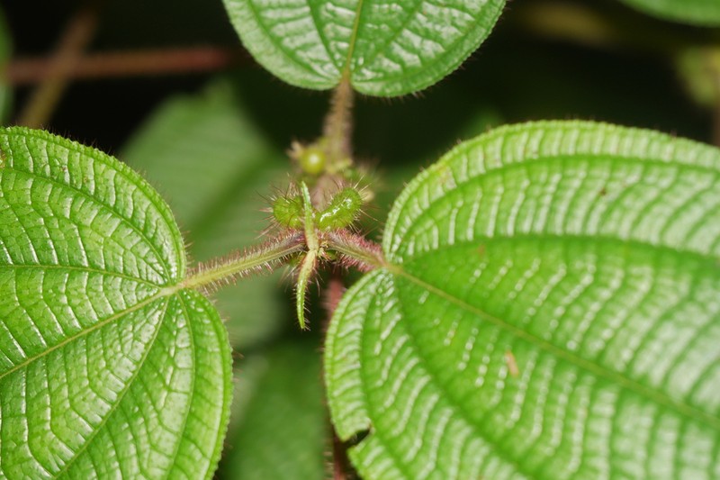 Miconia allardii photo 4