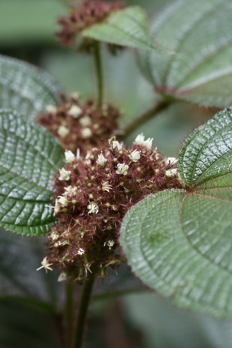 Miconia allardii photo 5