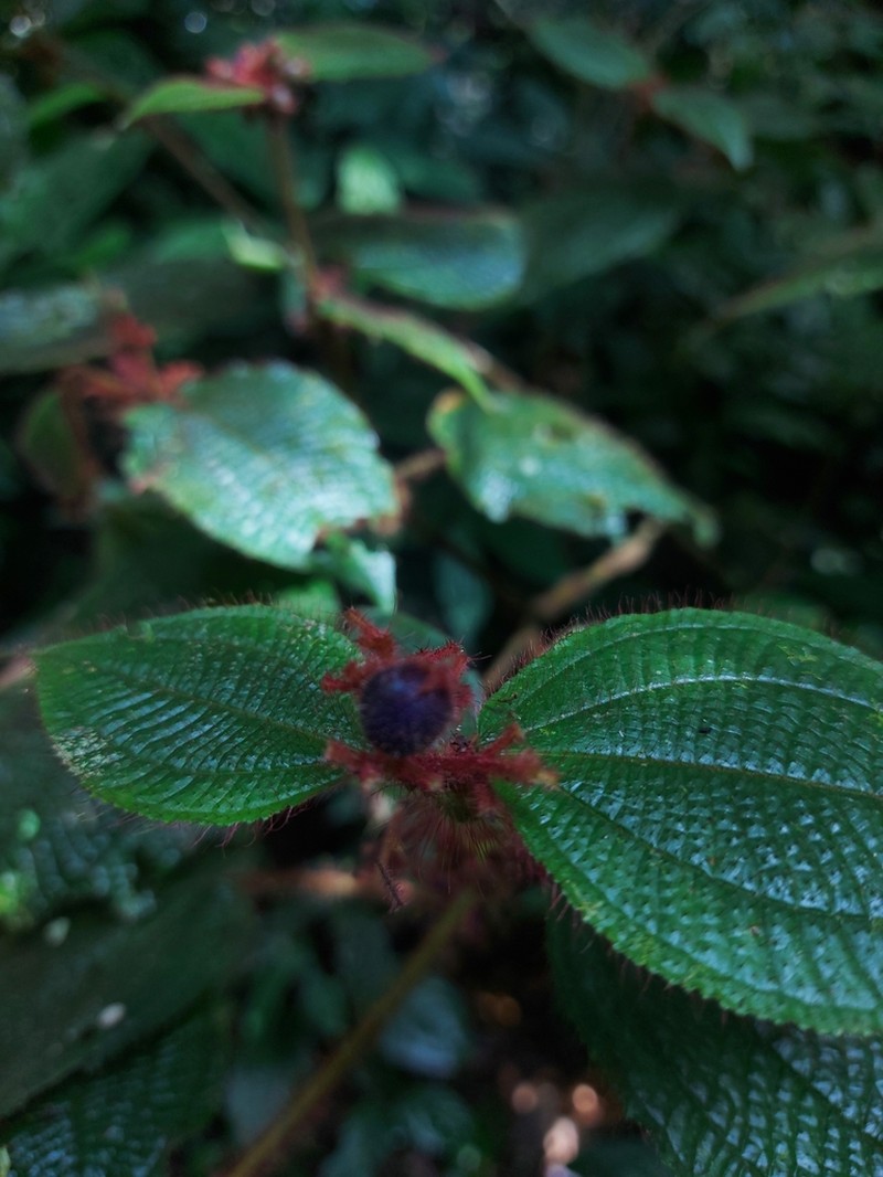 Miconia allardii photo 6