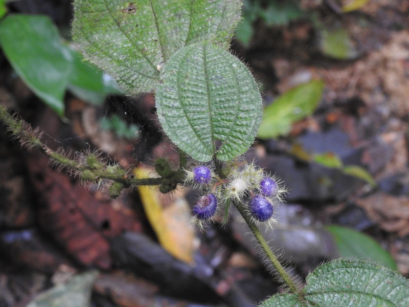 Miconia allardii photo 7