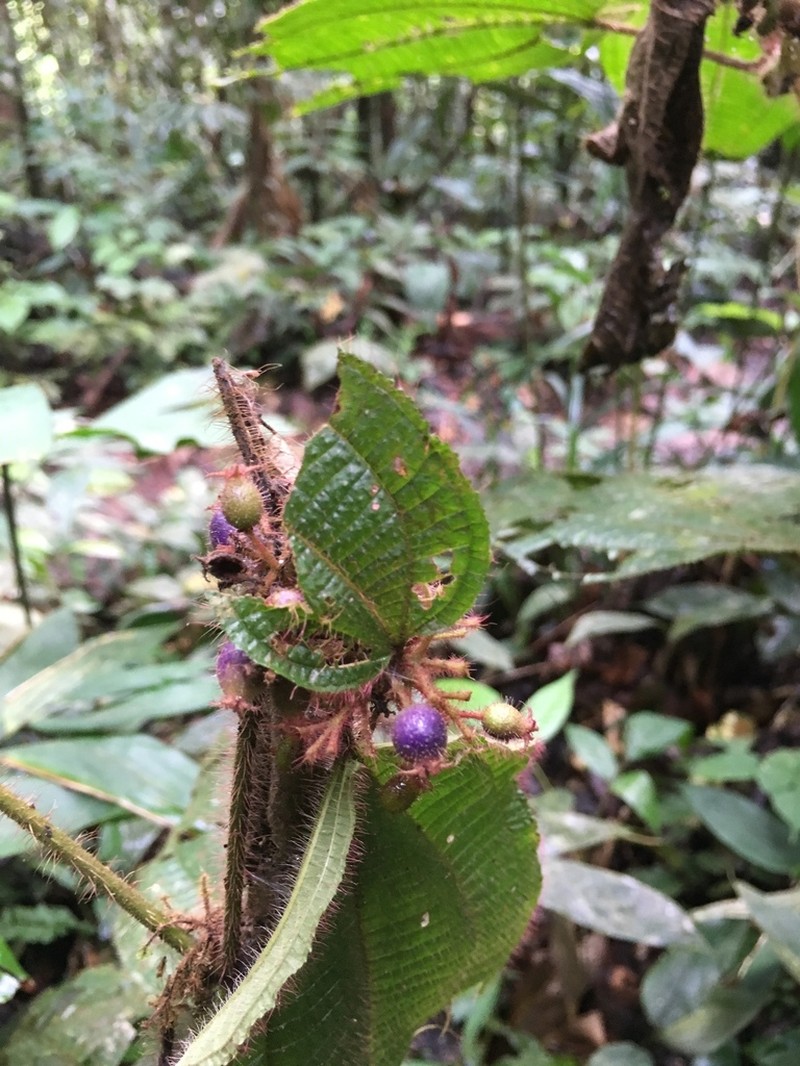 Miconia allardii photo 8