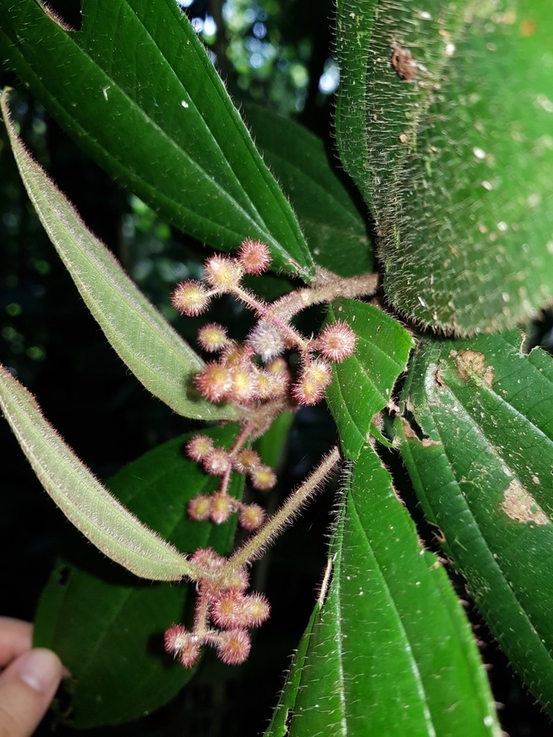 Miconia allenii photo 2