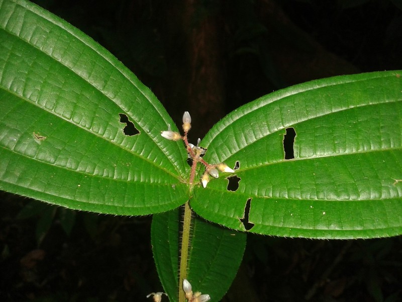 Miconia allenii photo 3