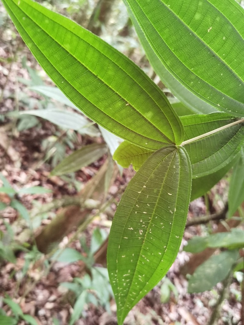 Miconia allenii photo 4