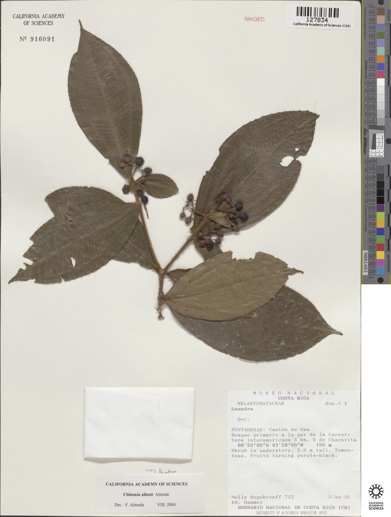 Miconia allenii photo 7