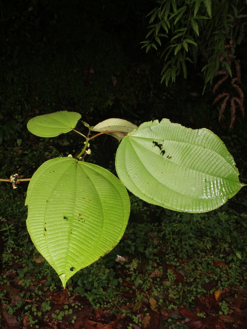 Miconia almedae photo 2