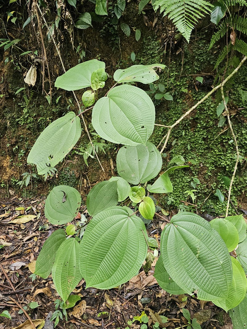 Miconia almedae photo 3
