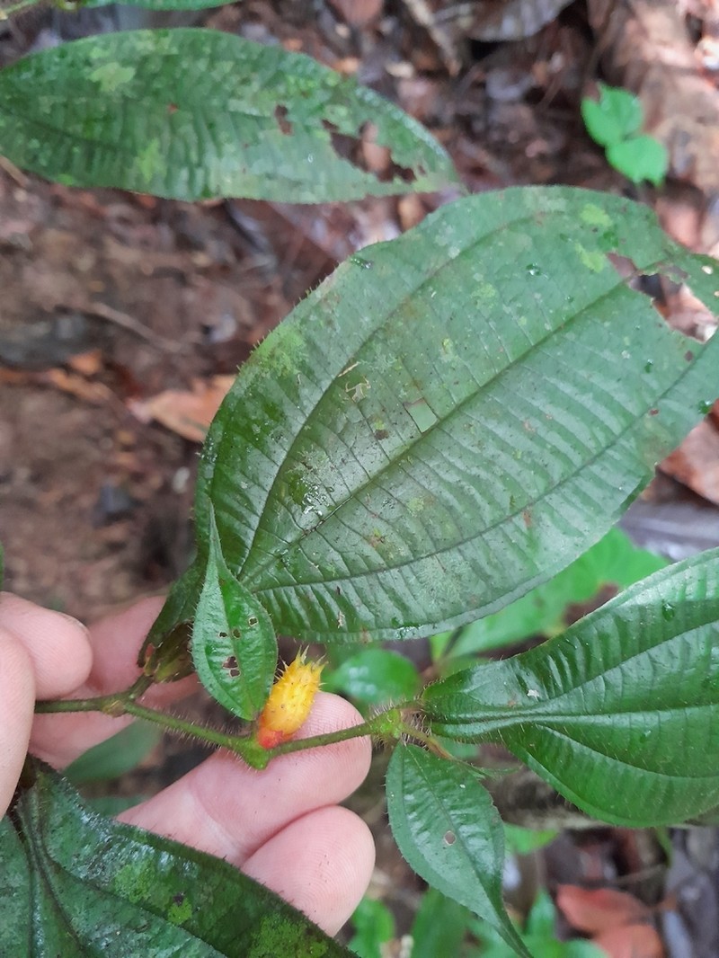 Miconia alternidomatia