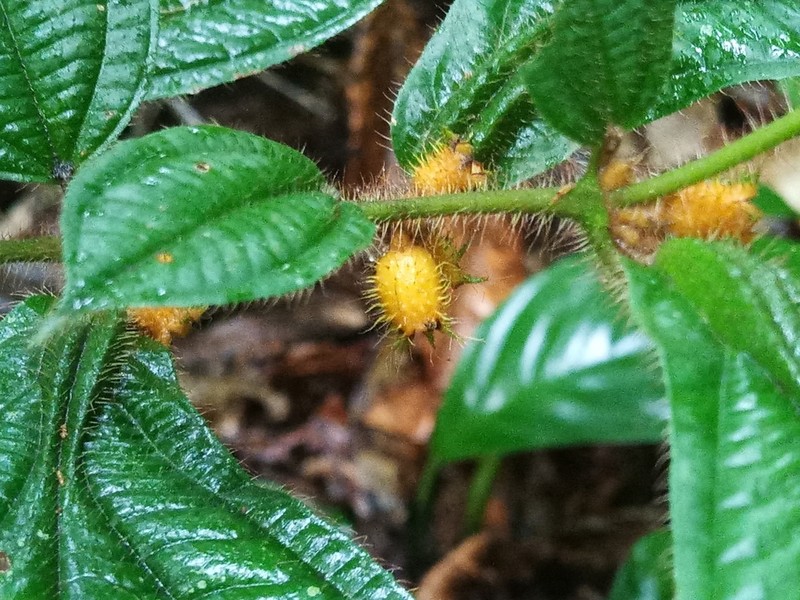 Miconia alternidomatia photo 2