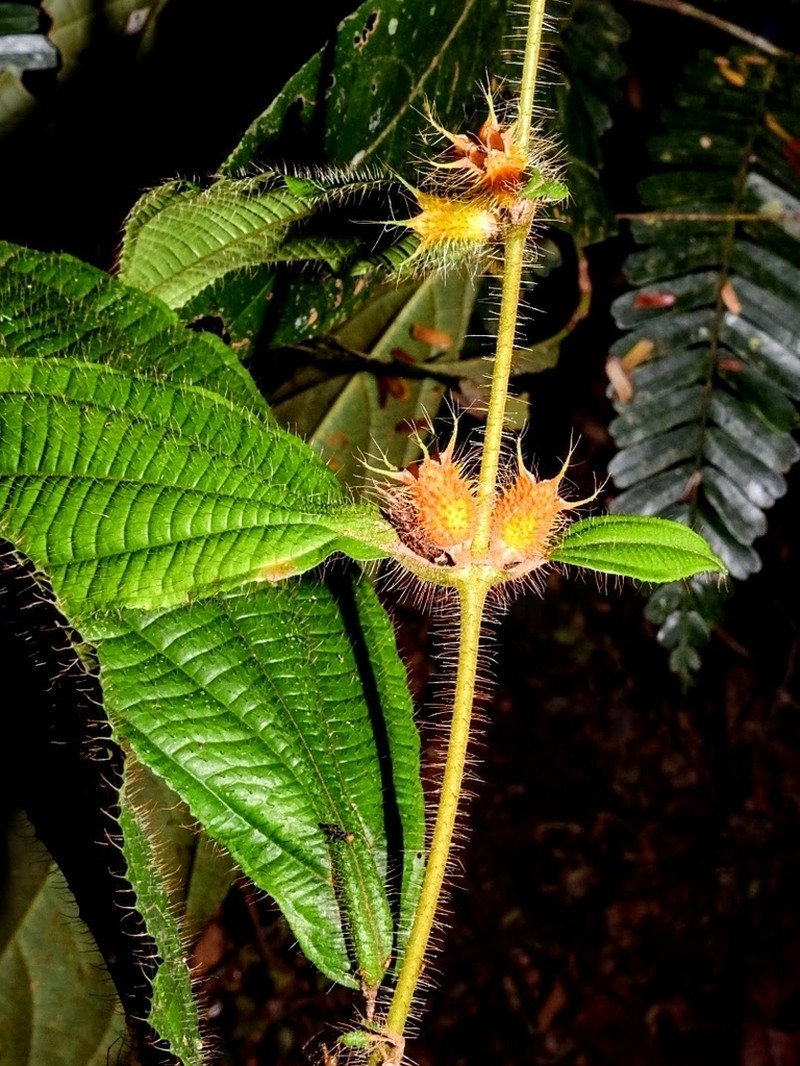 Miconia alternidomatia photo 3
