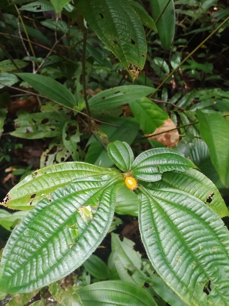 Miconia alternidomatia photo 4