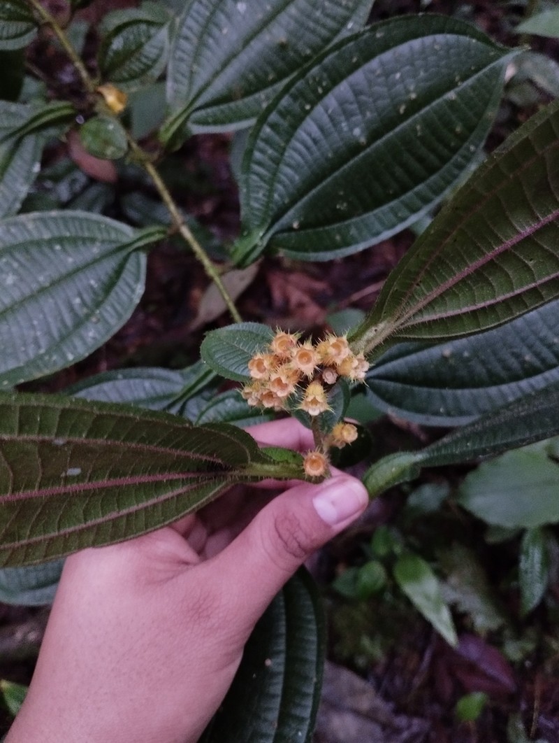 Miconia alternidomatia photo 5