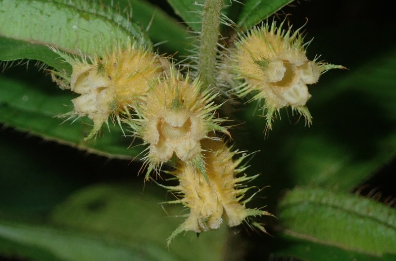 Miconia alternidomatia photo 6