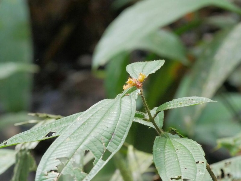 Miconia alternidomatia photo 7
