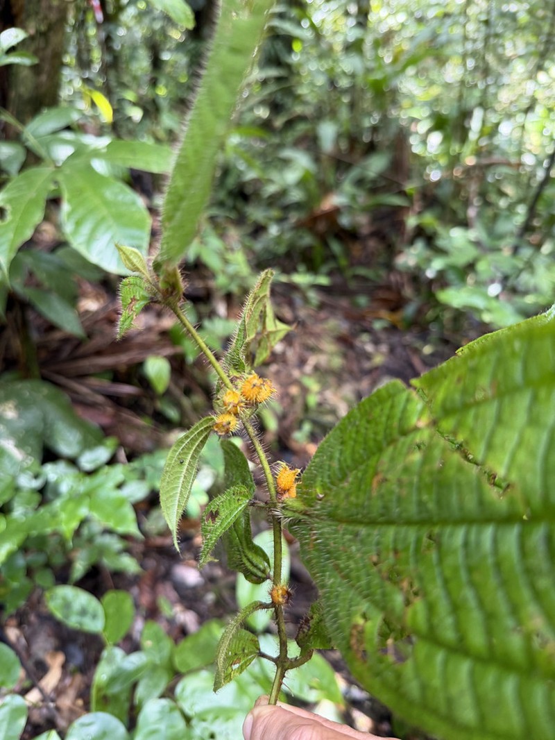 Miconia alternidomatia photo 8
