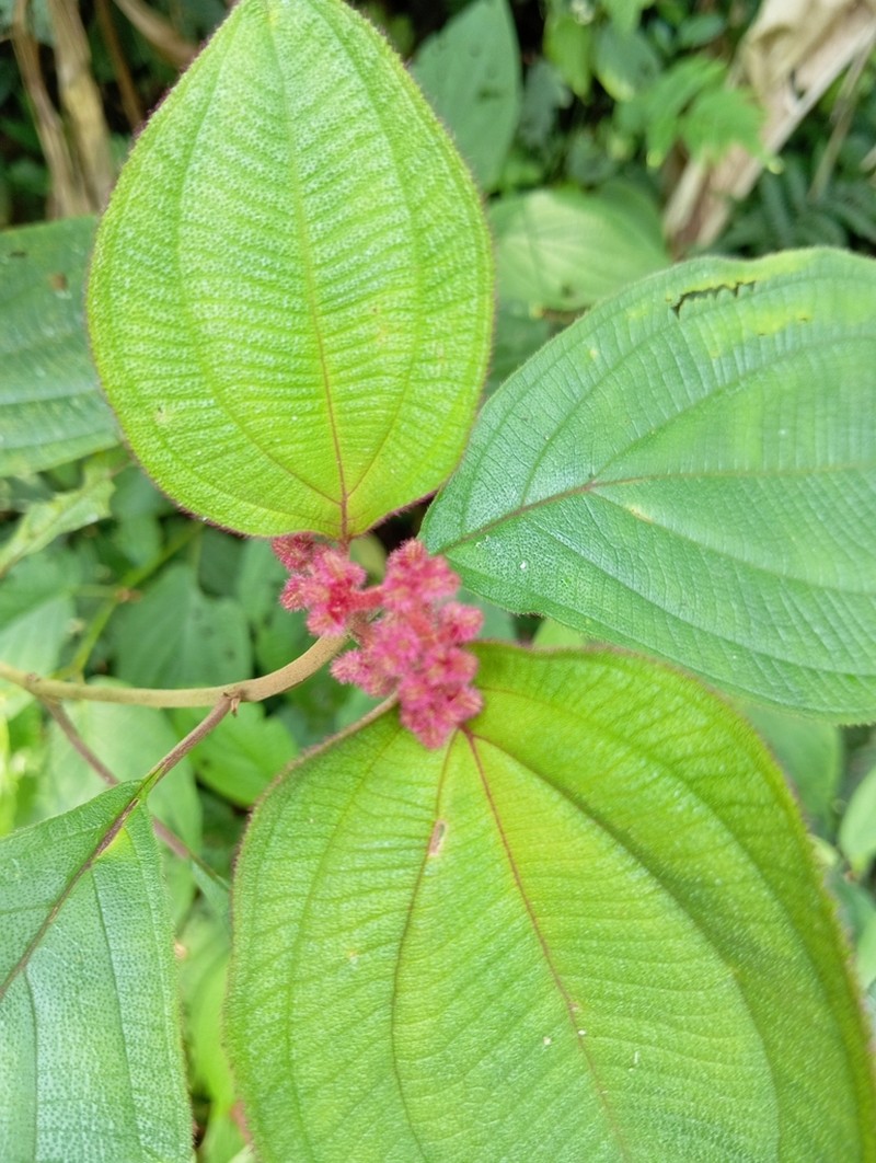Miconia alterninervia