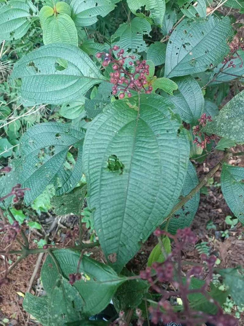 Miconia alterninervia photo 2