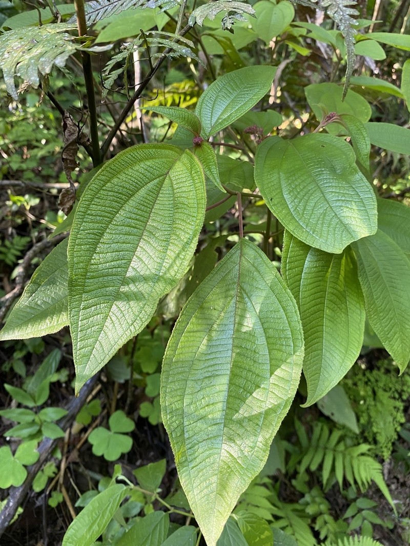 Miconia alterninervia photo 3