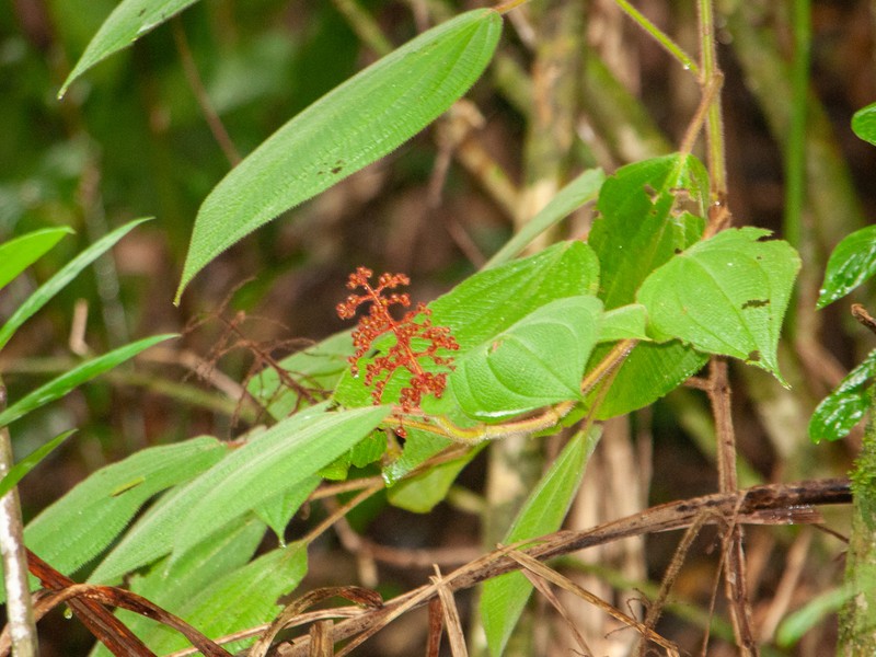 Miconia alterninervia photo 4