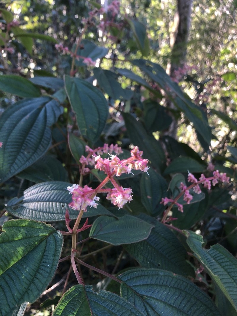 Miconia alterninervia photo 5