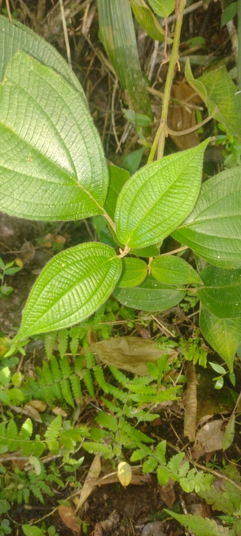 Miconia alterninervia photo 6
