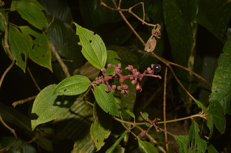 Miconia alterninervia photo 7