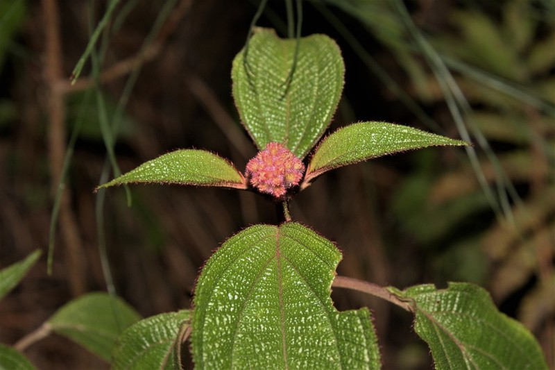 Miconia alterninervia photo 8